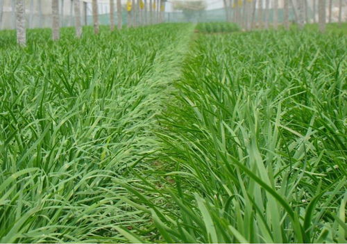 萊西實(shí)施韭菜產(chǎn)品“雙證制”管理，保障食品安全與消費(fèi)信任